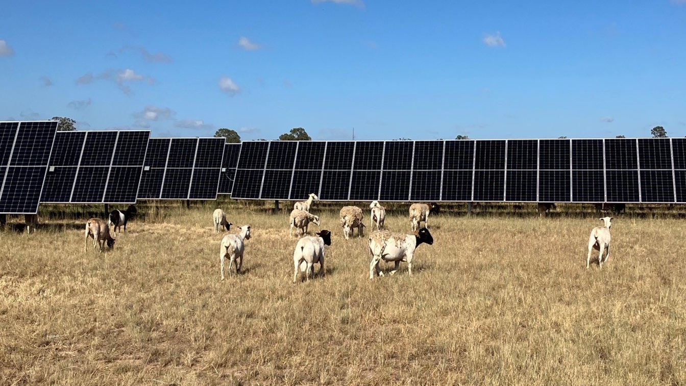 Sheep grazing near solar panels at Edenvale Solar Park